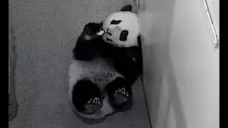 Xiao Qi Ji Enjoys His First Bites of Apple! 4 22 21