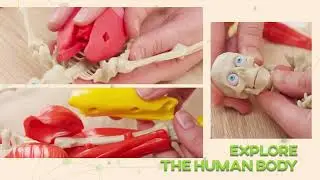 Science to the MAX Interactive Human Body