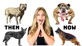 100 Years of Breeding RUINED these Dog Breeds! - BEFORE & AFTER