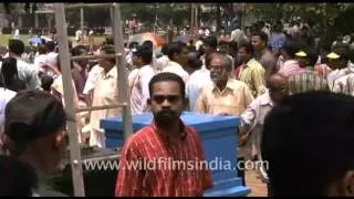 Elephant Festival, Kerala
