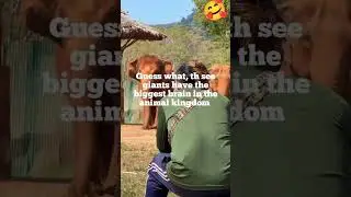 Best baby elephant moments captured on camera🥰#babyelephants  #wildlife #youtube #shorts #usa #viral