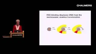 Yahli Lorch: Chromatin remodeling