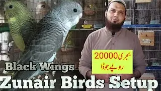 Последнее обновление Zunair Birds Setup | Добавление черных крыльев в Zunair Birds Setup