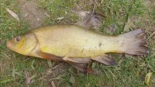 Catching BIG Tench on LIGHT gear in BALLARAT - TENCH HONEY HOLE | Ep. 18