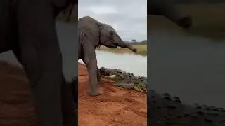 crocodile attack on baby elephant 🐘 fierce river battle #wildlife #nature #animals