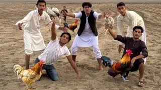 Jungle Ma 2 Murga Ka Sat Race Ki 😱
