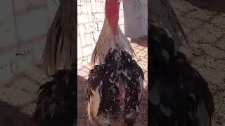 Shorts Aseel jawa Sindhi #soug Murga faiite #🐓