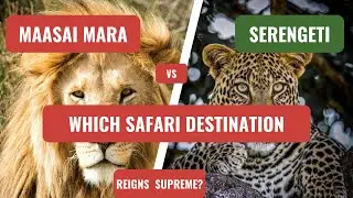 Masai Mara vs. Serengeti: Which Safari Destination Reigns Supreme?