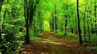 Forest 4K & HD  Videos |  No Copyright | All Video Free screen animation |  screen effects
