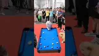 cat funny video 😂 #viral #viral_video #grlpower #catvideos #cat #shock