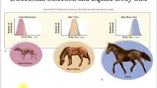 Forms of Selection