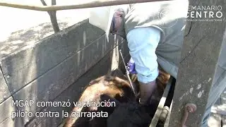 MGAP inicio Vacunaci&oacute;n Piloto Contra la Garrapata
