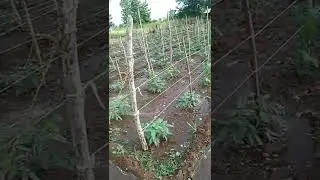 මෑ වගාව...Sl agri