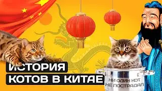 История кошек. Про котиков в Китае.
