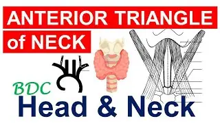 Chp4 | Anterior Triangle of Neck | BDC Vol3 Chap4 | Dr Asif Lectures