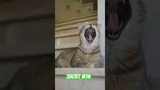 #kitty #catlover #catvideos #catlife #catgifs #catmemes #cat #catcomics #catoftheday#catsofinstagram