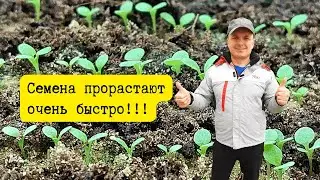 Посеянные семена всходят быстро и дружно — вот что нужно сделать.