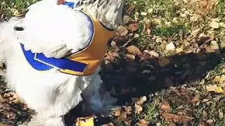 Попонка - жилет для кур.