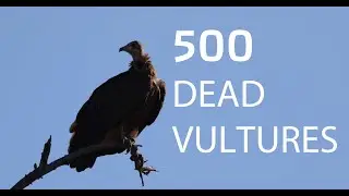 Five-hundred Dead Vultures: Why and what we need to do now