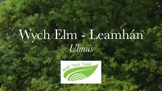 Wych Elm - Leamhán sléibhe (Ulmus glabra)