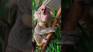For those who have never heard what noise a koala makes, here's Yogi #koala #koalas #koalabellow