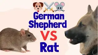 German Shepherd vs Rat 🐶🐭 | Funny Village Dog Reaction in the Fields
