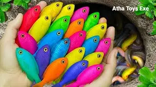 Catching ornamental fish, koifish, manfish, glowfish, betta fish, danio fish, redfin shark