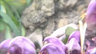 Bombus & Lathraea clandestina