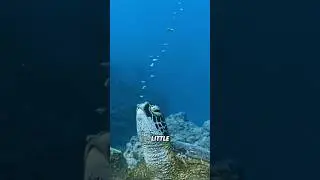 Sea turtle AS Seals:How do they sleep under the sea?#animals #shortfeed #funny #science #turtle