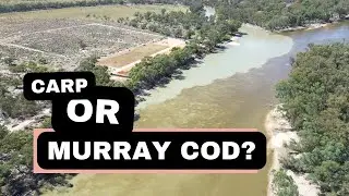 Fishing the Rufus River between the Murray River and Lake Victoria