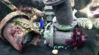 Noodle the snowflake eel explores the pipes!