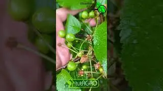 Вишнёвой мухи в этом году не будет, если обработать деревья этим раствором.