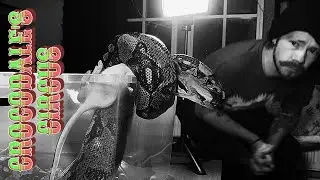HANCOCK | Boa Constrictor Imperator (BCI) | #feeding #highlights 👑🎬 (22.08.25)