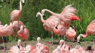Bonded Chilean flamingos; examples of assertive / domineering behaviour