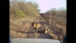 When a Lioness says 