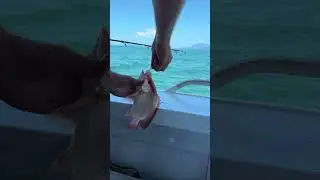 🏝️🐟  #fishing #boating #island #crocodile #aus #fnq #qld #queensland #beach #ocean #jetty #shark
