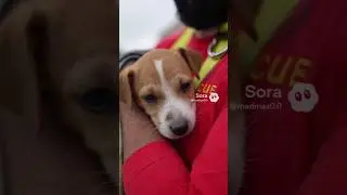 Rescued from Hurricane Dorian: The Miraculous Survival Story of &ldquo;Miracle&rdquo; the Dog 🐶💙