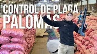 5 minutos de Control de plaga de Palomas en Galp&oacute;n de papas