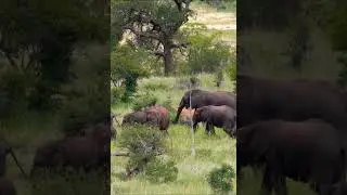 information of elephant #wildlife #animallife #elephant #electronicmusic #usa #unboxing #wildlife