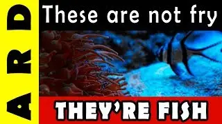 Difficult ethical choices in a reef tank