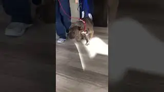 Innocent Pup's Car Accident Injury Is Initially Overlooked As She Suffers In Horrible Pain