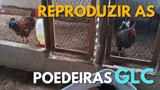 Vamos reproduzir a galinha GLC aqui no Rancho #criacaodegalinhas #galinhacaipira #galinha