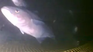 Monitoring Catch Behaviour around Trawl Gear in Norway | CatchCam Underwater Fishing Camera