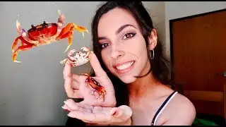 MEET MY HALLOWEEN MOON CRABS