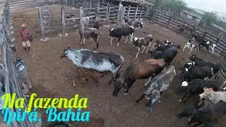  hoje foi na fazenda,e no povoado de nova Brasília,Bahia veia 
