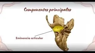 Articulaci&oacute;n temporomandibular.    Alumnas: Yazm&iacute;n Selene Rodr&iacute;guez Garc&iacute;a, Lizbeth Arredondo Mendez