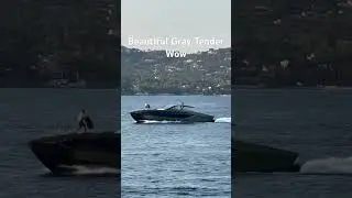 Beautiful Gray Tender #trending #viralvideo #travel #summer #season #adventure #tender #500subs