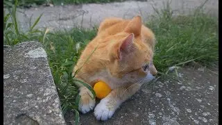 5 Easy Games You Can Play With Your Cat