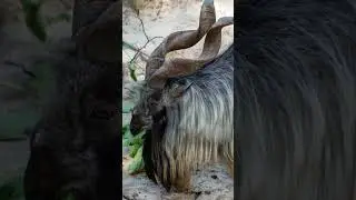 Wild Wonders: Do Markhor eat Snakes? #shorts #animals