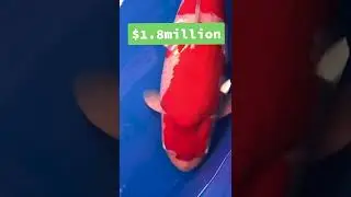 Самые дорогие карпы кои, когда-либо проданные!